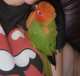 Conure