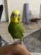 Budgerigar