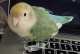 Lovebird