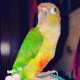 Conure