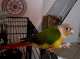 Conure