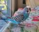 Budgerigar