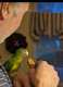 Conure