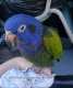 Blue-Headed Pionus