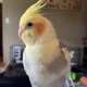 Cockatiel