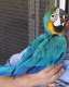 Macaw