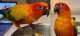 Conure