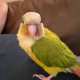 Conure