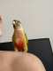 Conure