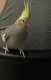 Cockatiel