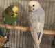 Budgerigar