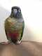 Conure