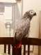 African Grey