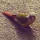 Conure