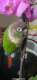 Conure