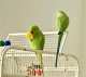 African Ringneck Parakeet