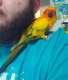 Conure