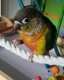 Conure