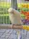 Budgerigar