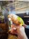 Conure