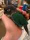 Conure