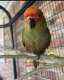 Conure