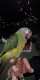 Conure