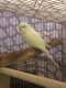 Budgerigar