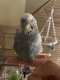 Budgerigar