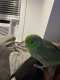 Parrotlet