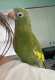 White-Winged / Canary-Winged Parakeet