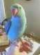 Indian Ringneck Parakeet