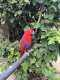 Eclectus