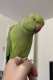 Indian Ringneck Parakeet