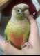 Conure