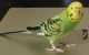 Budgerigar