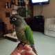 Conure