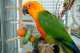 Conure