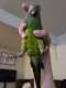 Conure