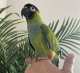 Conure