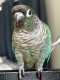 Conure