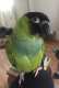 Nanday / Black-Hooded Parakeet