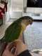 Conure