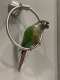 Conure