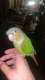 Conure