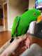 Eclectus