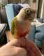 Conure