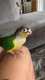 Conure