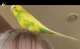 Parakeet