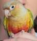 Conure